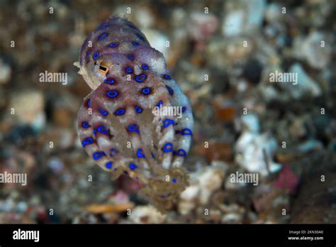 Colorful Blue Ring Octopus On Coral Reef Stock Photo Alamy