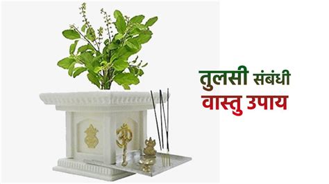 How to remove Dried Basil plant sukhi tulsi ka hatane ke niyam tulsi ...