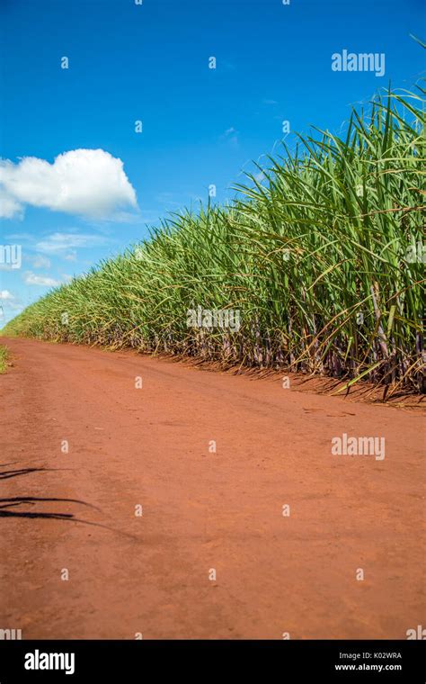 Sugar cane plantation Stock Photo - Alamy