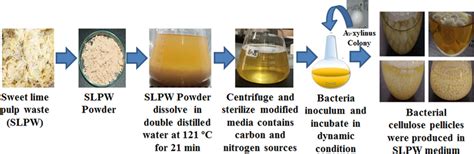 Flow diagram of bacterial cellulose production in modified media | Download Scientific Diagram