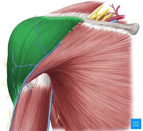 Anatomia M Sculos E Movimentos Dos Membros Superiores Kenhub