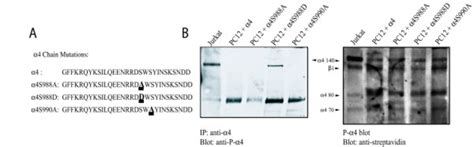 Mutations Of Ser In The Cytoplasmic Domain Mimic Phosphorylation