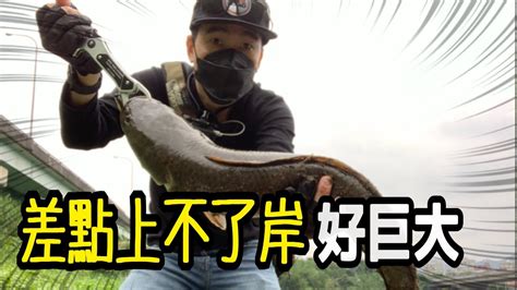 軟竿細線可以釣到更多魚，不過起魚是項挑戰，看我這次想到什麼方式將巨大魚弄上岸。 ＃路亞 ＃釣魚 ＃精細釣組 ＃zman Nedrig