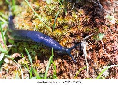 314 Naked Snails Images Stock Photos Vectors Shutterstock