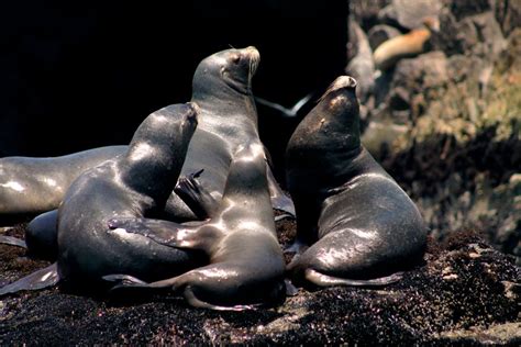 Callao Swimming With Sea Lions Palomino Islands Boat Tour Getyourguide