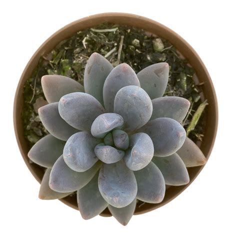 Graptoveria Royal Flush Swalmen