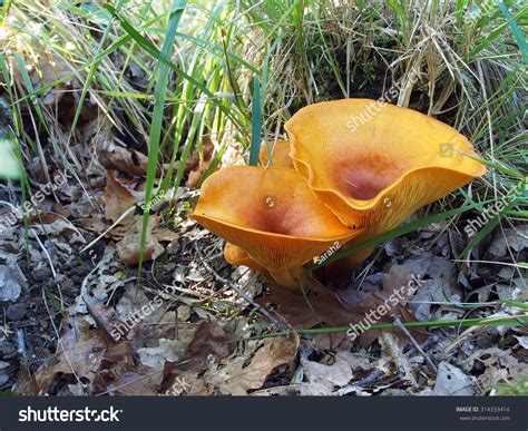 Omphalotus Olearius Aka Jackolantern Mushroom Poisonous Stock Photo