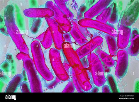 Escherichia coli bactéries intestinales qui résident dans le tube