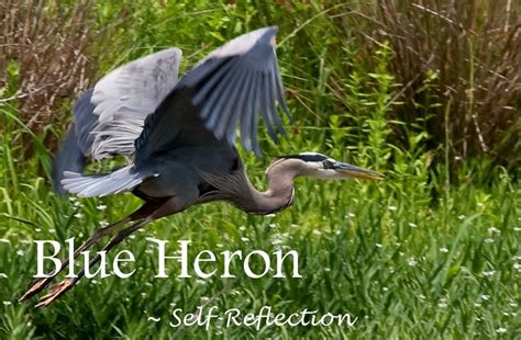 Blue Heron Self Reflection Animal Spirit Guides Animal Totems