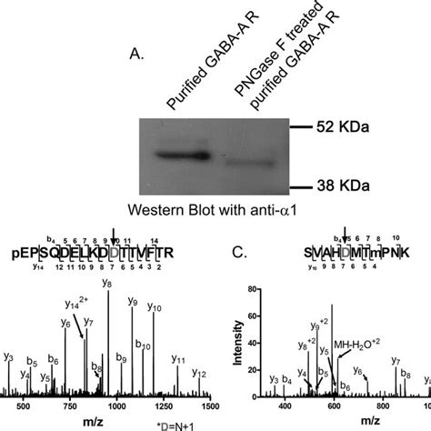 Identification Of Deglycosylated N Terminal Peptides From The Subunit