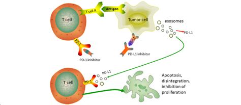 Exosome Pd L1 Has A Similar Function To Tumor Pd L1 Exosome Pd L1 Can