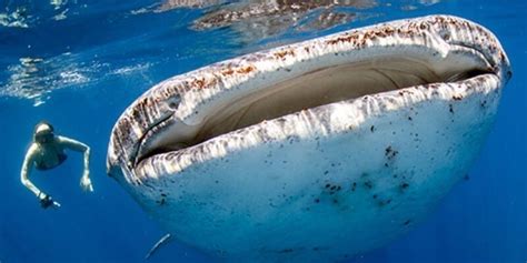 TANZANIA MAFIA ISLAND WHALE SHARKS