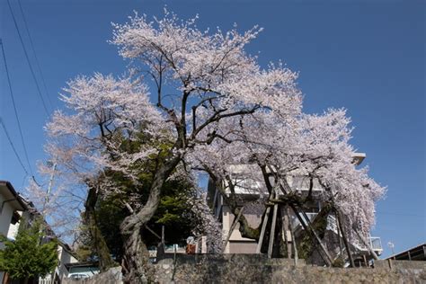 桜丸の夫婦桜｜三遠南信地域観光情報サイト めぐる！三遠南信