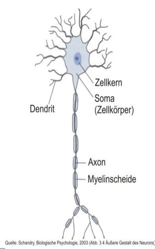 Bio 1 Neurobiologische Grundlagen Karteikarten Quizlet