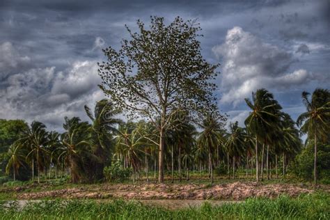 Suburban Coconut Farm In Thailand Stock Image Image Of Tree Thailand