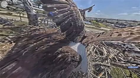 Swfl Eagles M Delivers Fish For E F Takes The Leftover