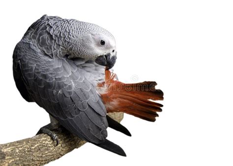 African Grey Parrot - Psittacus Erithacus Stock Image - Image of gazing ...