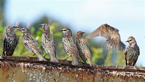 Vroege Vogels Foto Vogels Spreeuwen