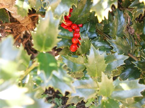 Red Holly Nature Photo Gallery