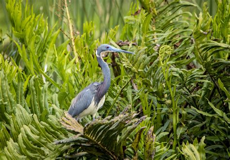 Tricolored Heron Owen Deutsch Photography