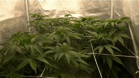 How Many Pot Plants In A 2x2 Tent Growin Containers