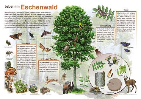 Lehrtafeln Rund Um Das Thema Wald Flora Und Fauna Im Wald Natur Im