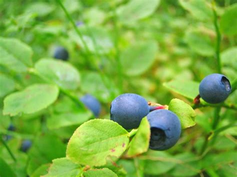 Growing Hydroponic Blueberries A Full Guide Gardening Tips