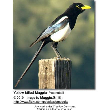 Yellow-billed Magpie (Urocissa flavirostris) Information | Earth Life