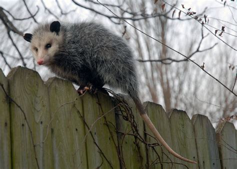 Opossum | The Biggest Animals Kingdom