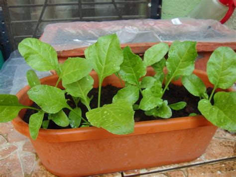 Growing Spinach In Container At Balcony Growing Spinach Growing