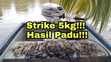 Udang Galah Jenggo 97 Giant River Prawn Sungai Suai YouTube