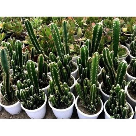 Acanthocereus Tetragonus Fairy Castle Cactus For Decoration At Rs