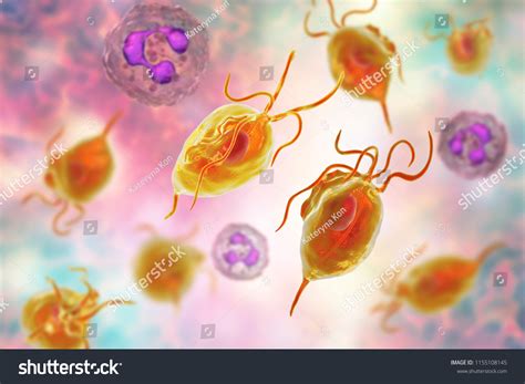 Trichomonas Vaginalis Protozoan Neutrophils 3d Illustration Ilustrações Stock 1155108145