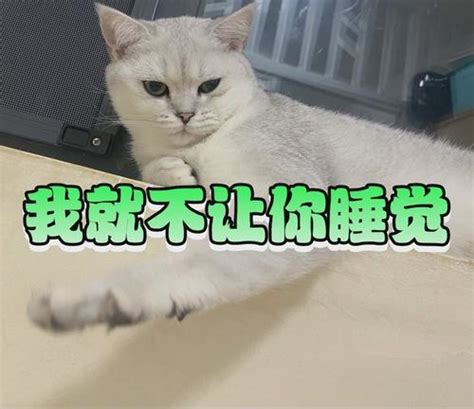 猫咪为什么在睡着的时候还会叫？了解这个秘密，让你更好地照顾它