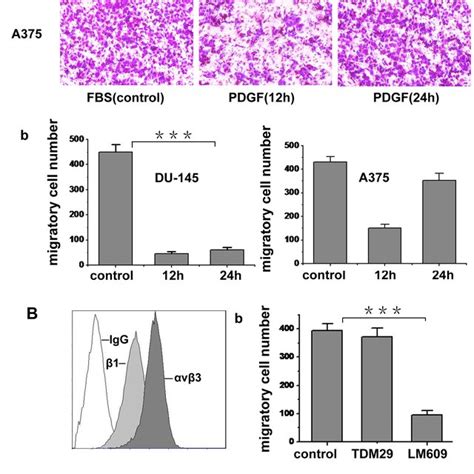 C Abl Kinase Activity Is Required For The Interaction Of C Abl And A V