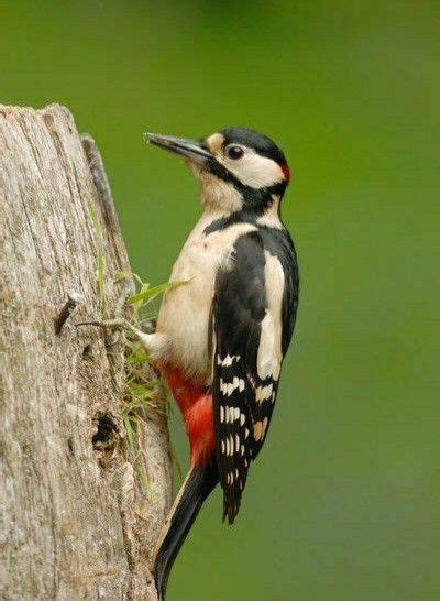 Pic Epeiche Dendrocopos Major En 2024 Animaux Les Plus Mignons