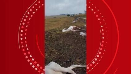 Vídeo Pecuarista relatam morte de gado por causa do frio em MS Mato