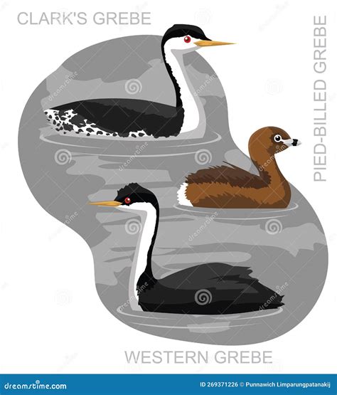 Western Grebe In Calm Water At Sunrise Royalty-Free Stock Photo