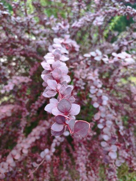 Premium Photo | A barberry bush with berries on a branch