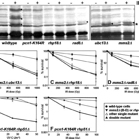 Pcna Ubiquitination In Response To Ionizing Radiation A The Download Scientific Diagram