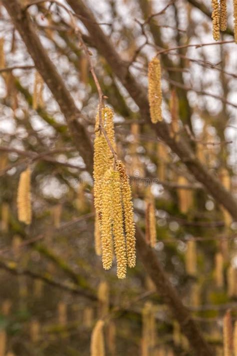 árbol De Avellanas Con Mucho Polen De Avellanas Amarillo Foto de