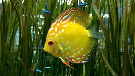 Discus Care Advanced Aquarium Concepts