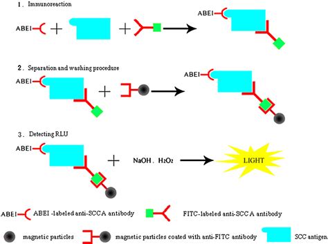 Chemiluminescence Immunoassay Principle