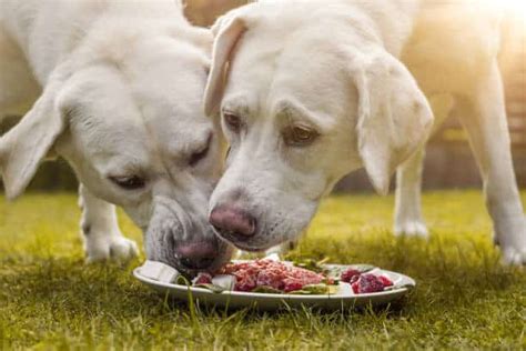 How To Care For A Labrador Puppy The Proper Way?