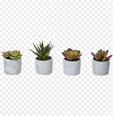 4 Piece Desktop Succulent Plant In Pot Set Bungalow PNG Transparent