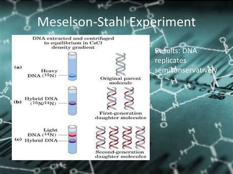 PPT - Meselson-Stahl Experiment PowerPoint Presentation, free download ...