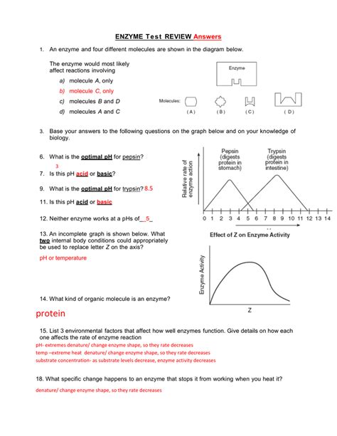 Enzyme Reactions Worksheet Answer Key Imsyaf