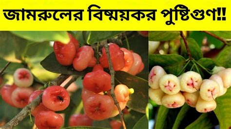 জেনেনিন জামরুল ফল খাওয়ার বিশেষ উপকারিতা Benefits Of Jamrul Fruit