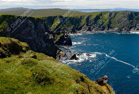 Puffin Habitat in Coastal - Craig Jones Wildlife Photography