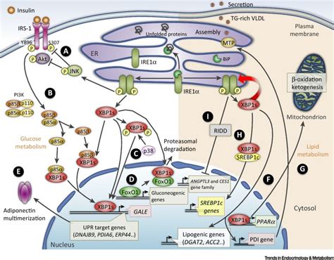 XBP1 A Pivotal Transcriptional Regulator Of Glucose And Lipid